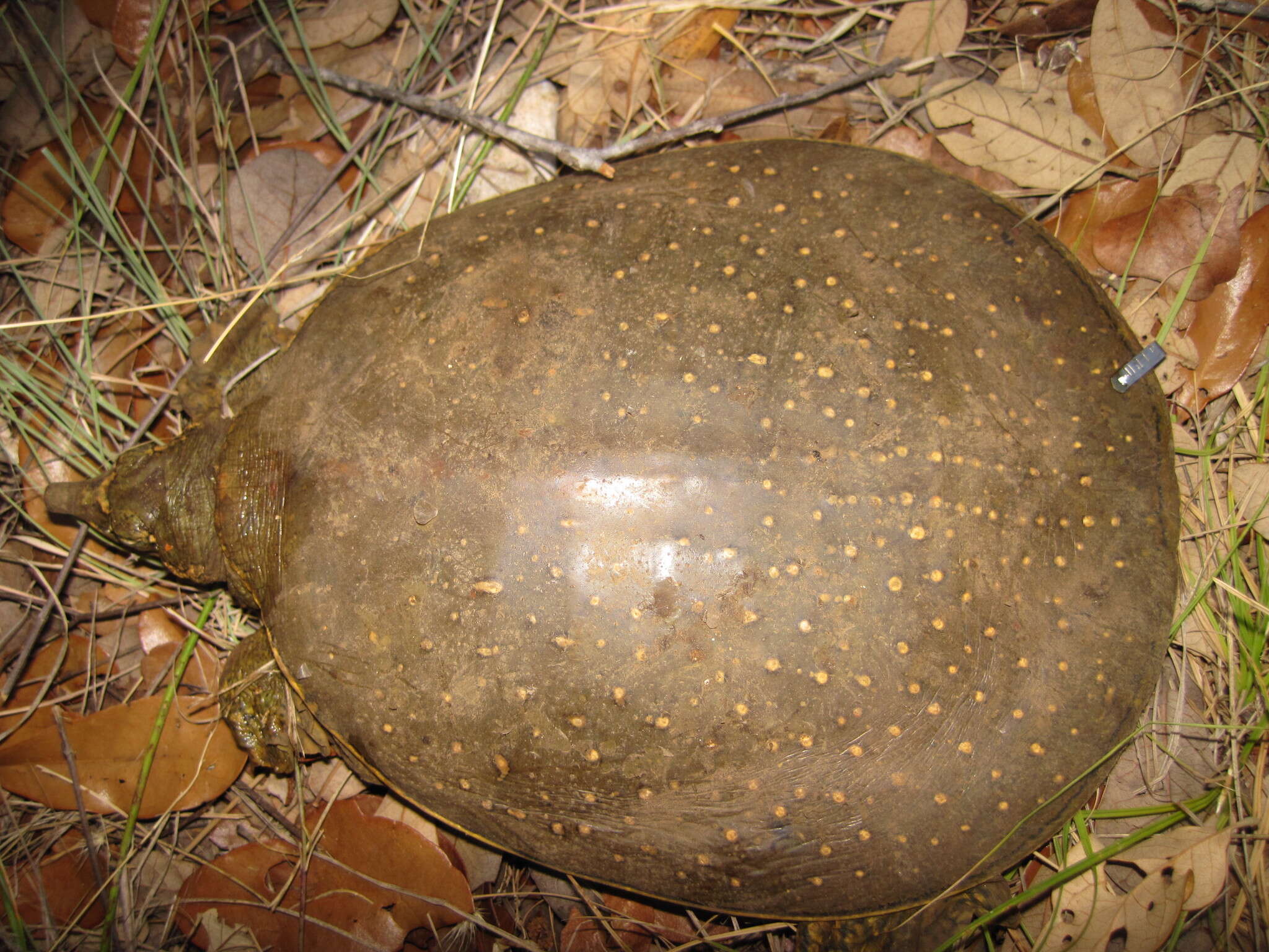 Слика од Apalone spinifera guadalupensis (Webb 1962)