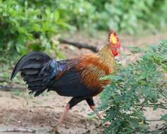 Image of Ceylon Junglefowl