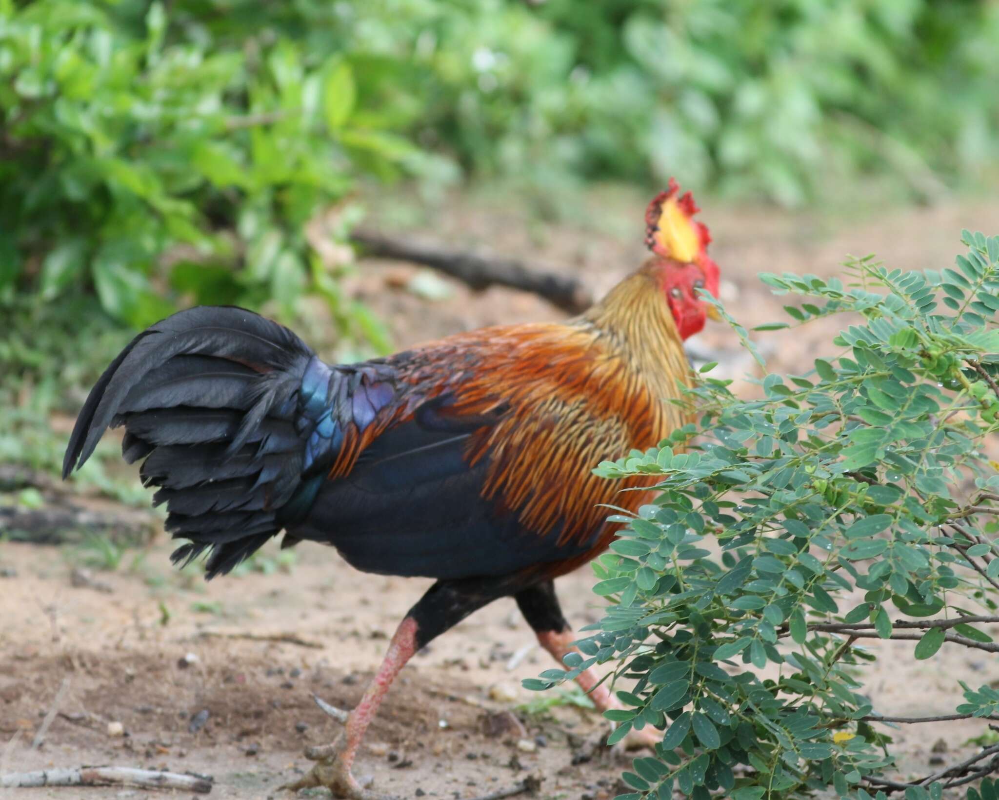 Image of Ceylon Junglefowl