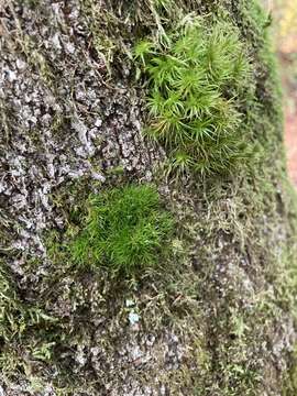 Image of dicranum moss