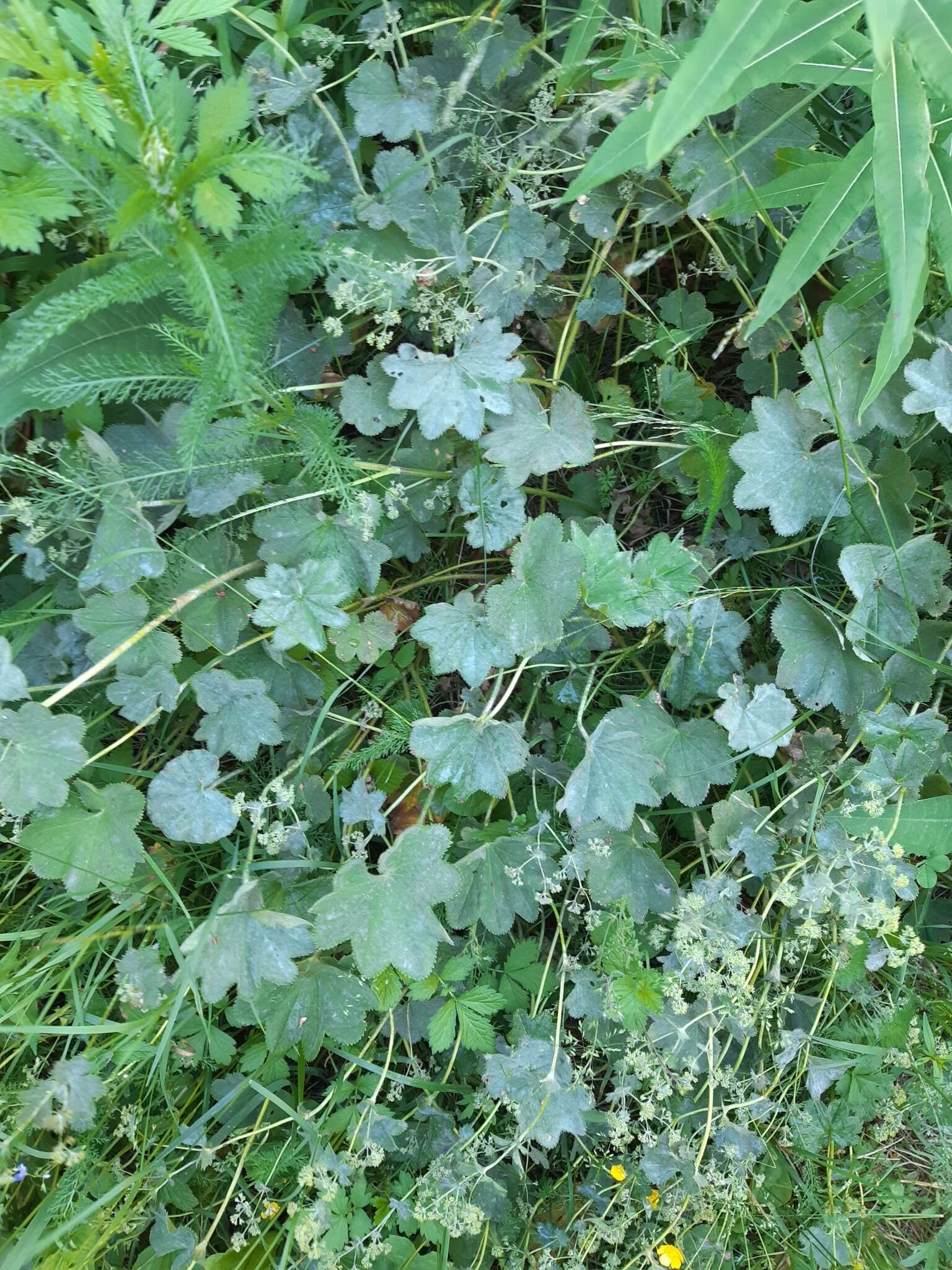 Image of Alchemilla lindbergiana Juz.