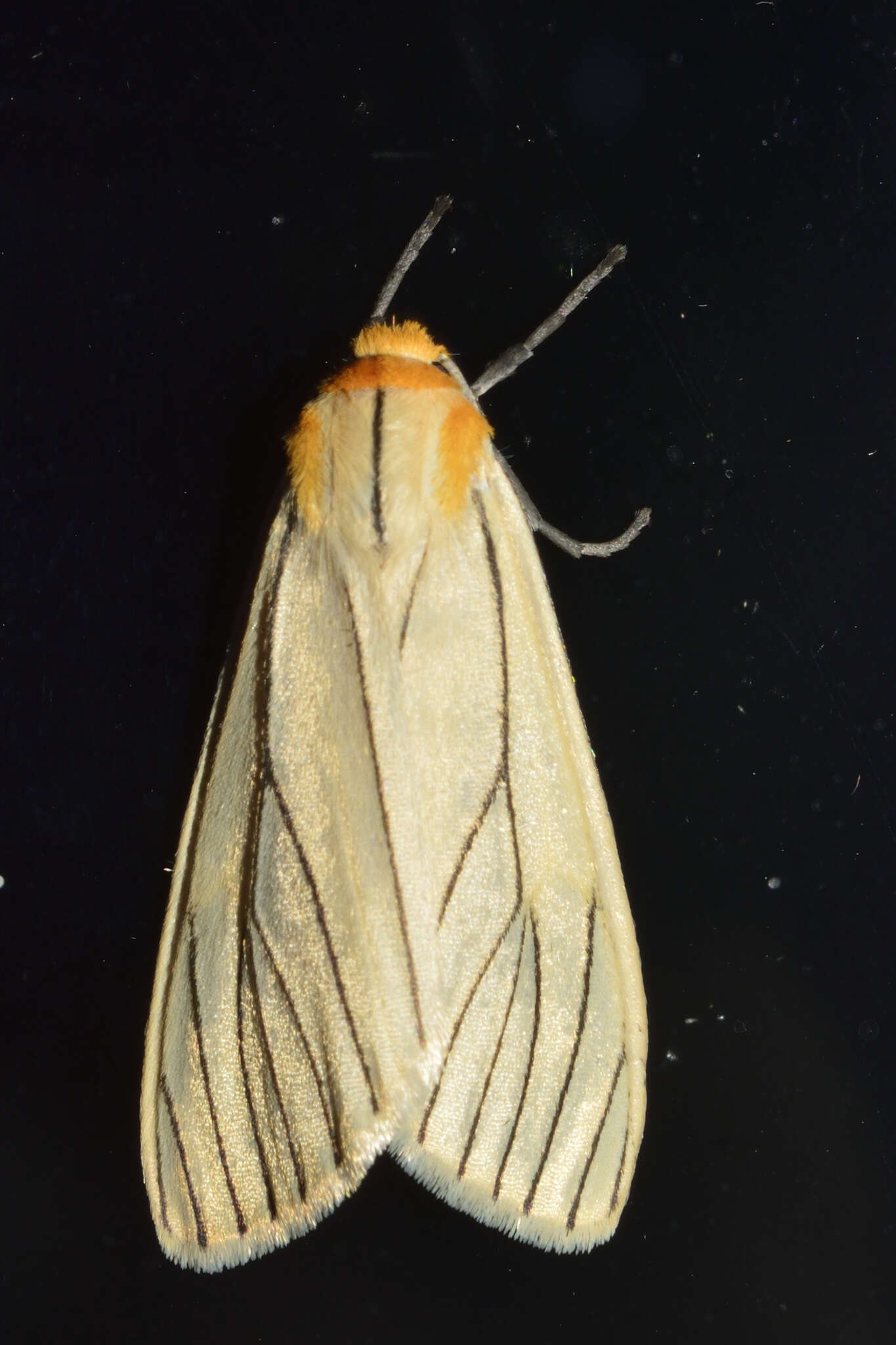 Image of Spilosoma pelopea Druce 1897