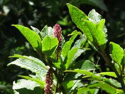 Image of Hawai'i pokeweed