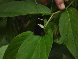 Image of Heliconius wallacei Reakirt 1866