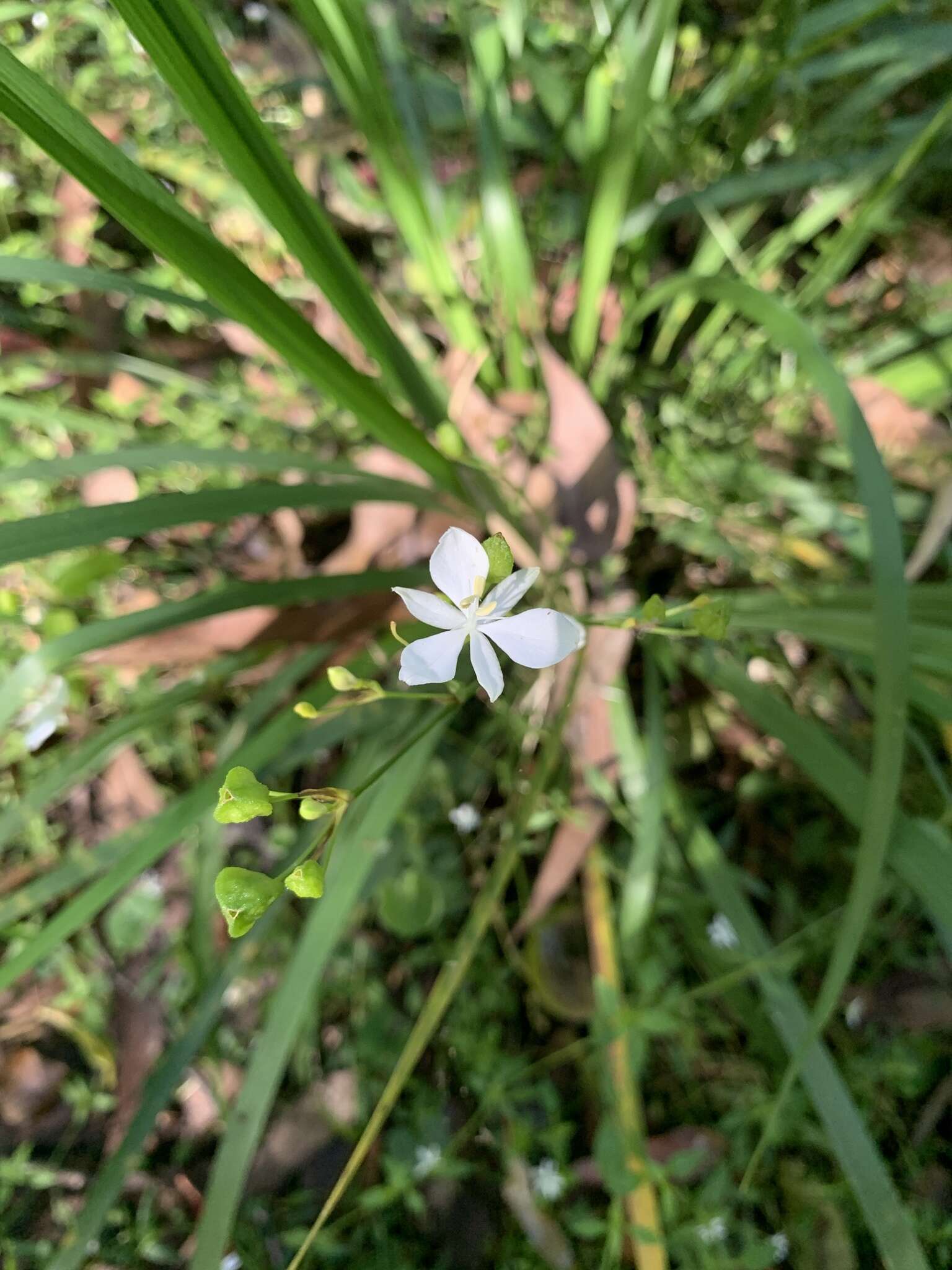 Image de Libertia paniculata (R. Br.) Spreng.