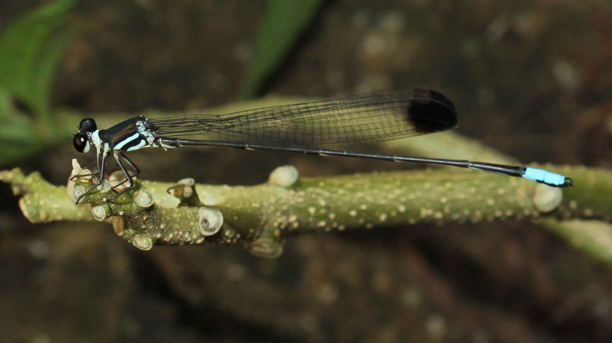 Image of Platysticta apicalis Kirby 1893