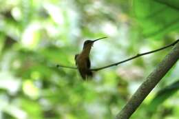 Phaethornis philippii (Bourcier 1847) resmi