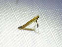 Image of Caloptilia violacella (Clemens 1860)