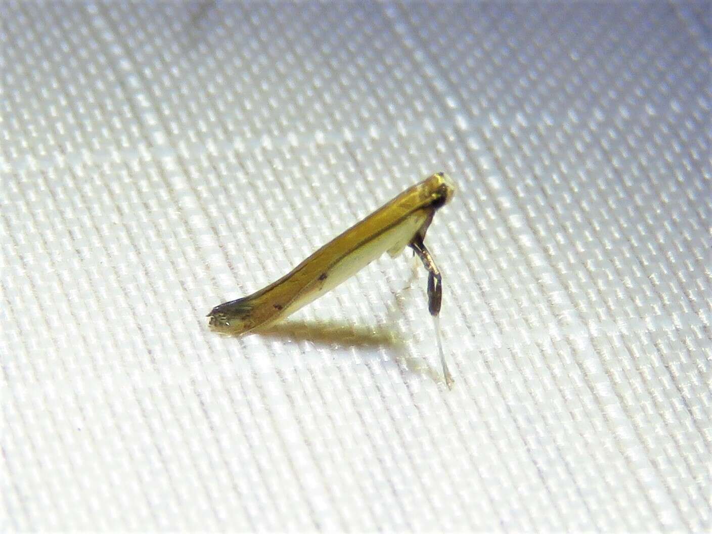 Image of Caloptilia violacella (Clemens 1860)