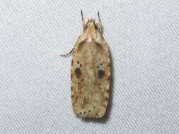 Image of Agonopterix canadensis Busck 1902