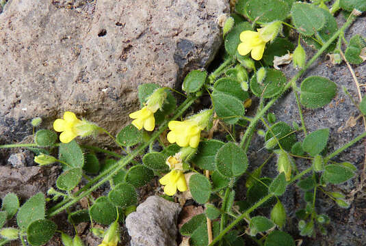 Image of Nanorrhinum elegans (G. Forst.) Ghebr.