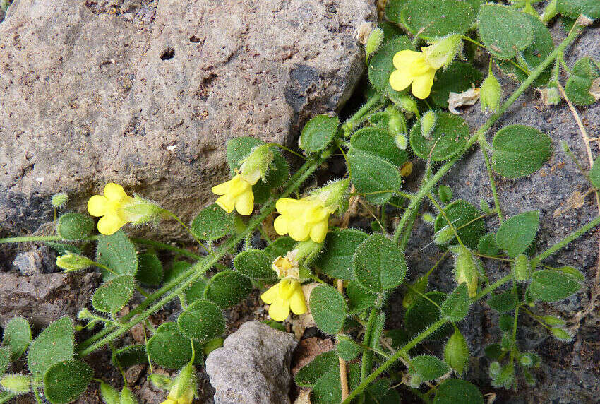 Image of Nanorrhinum elegans (G. Forst.) Ghebr.