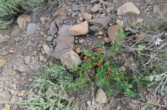 Image of Solanum tomentosum L.