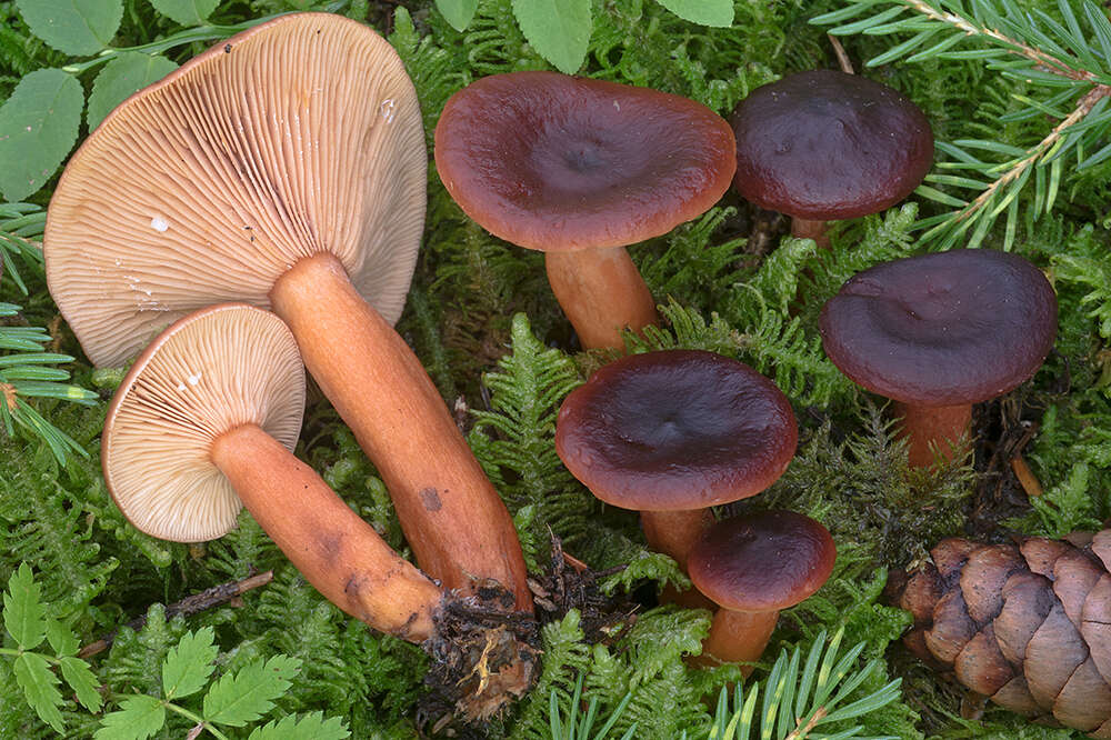 Image de Lactarius badiosanguineus Kühner & Romagn. 1954