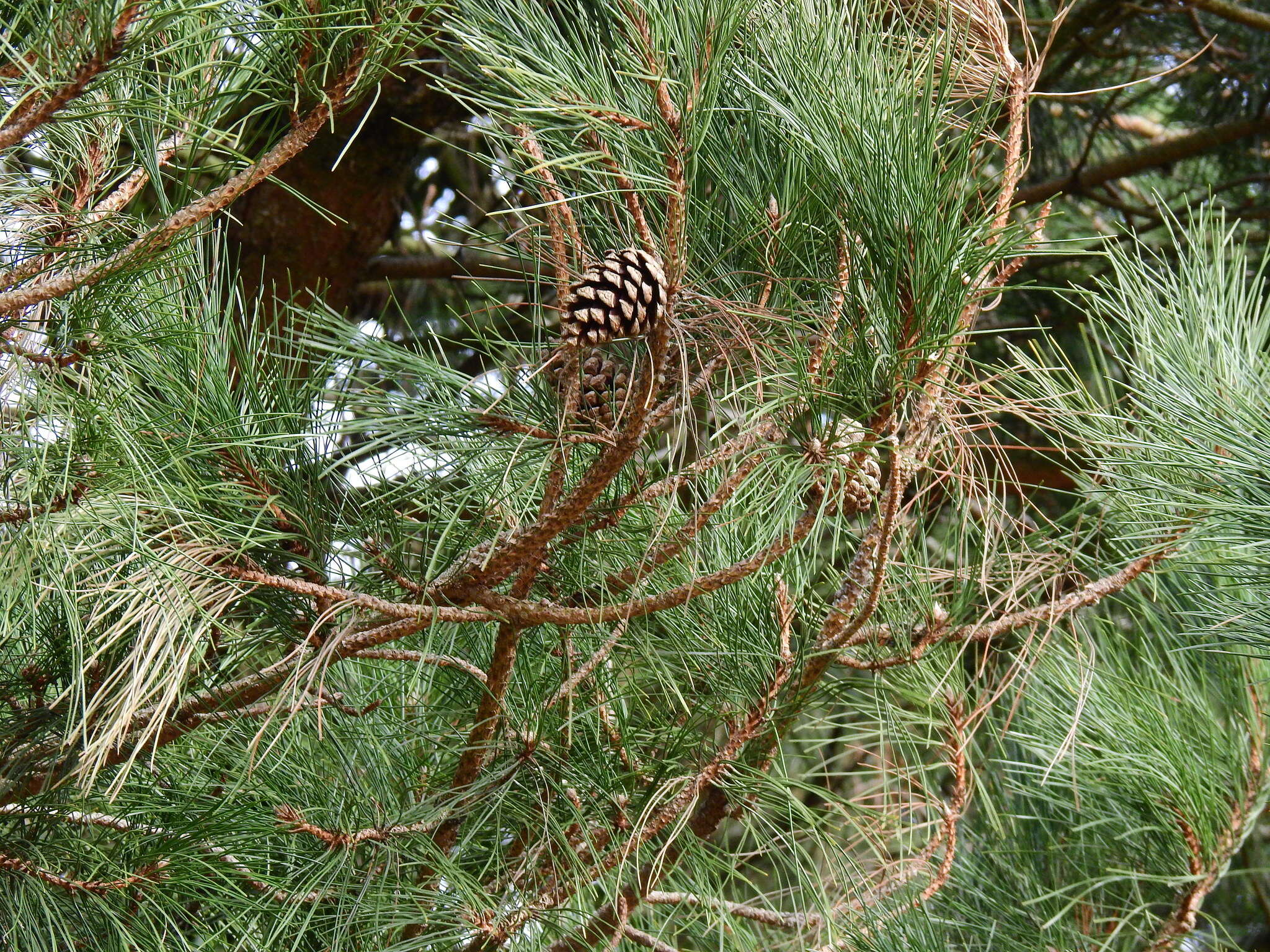 Imagem de Pinus nigra subsp. laricio (Poir.) Maire