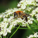 صورة Mallota albipilis Snow 1895