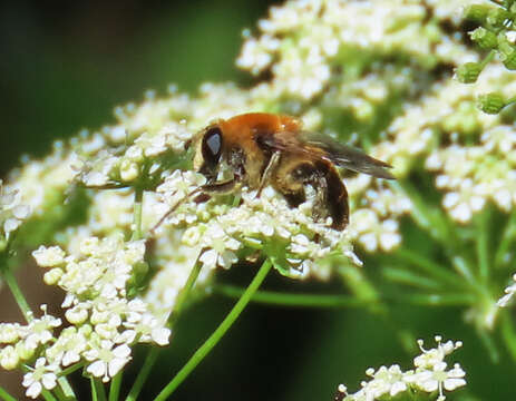 صورة Mallota albipilis Snow 1895