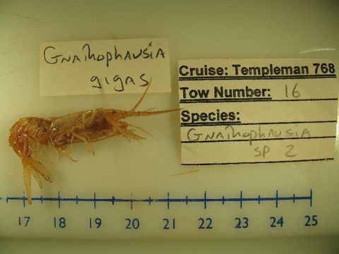Image of <i>Gnathophausia gigas</i>