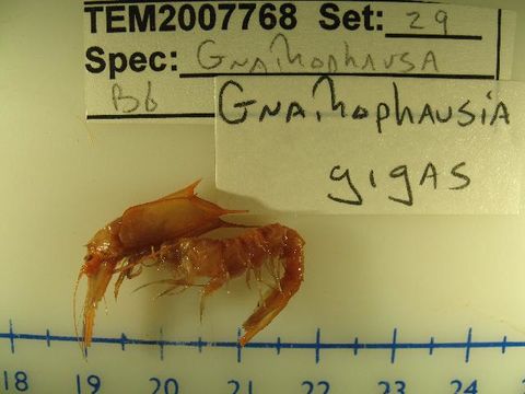 Image of <i>Gnathophausia gigas</i>