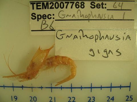 Image of <i>Gnathophausia gigas</i>
