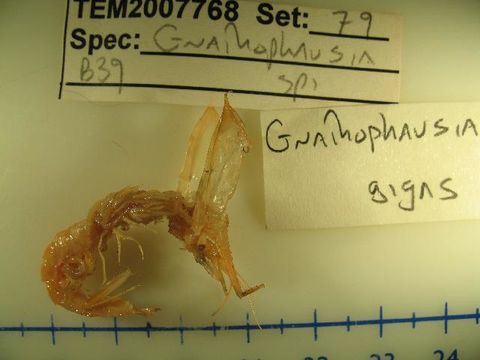 Image of <i>Gnathophausia gigas</i>
