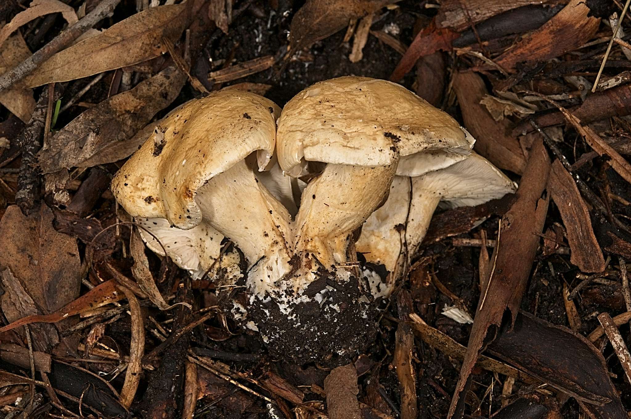 Image of Leucopaxillus cerealis (Lasch) Singer 1962