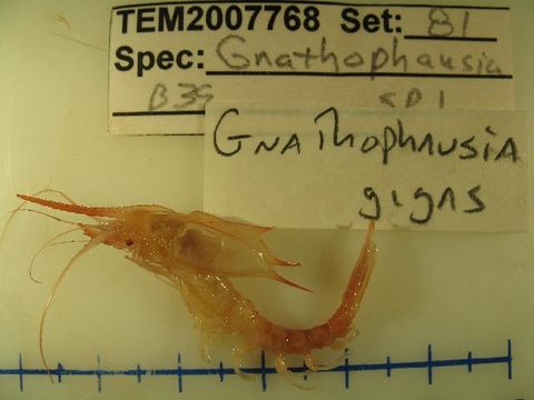 Image of <i>Gnathophausia gigas</i>