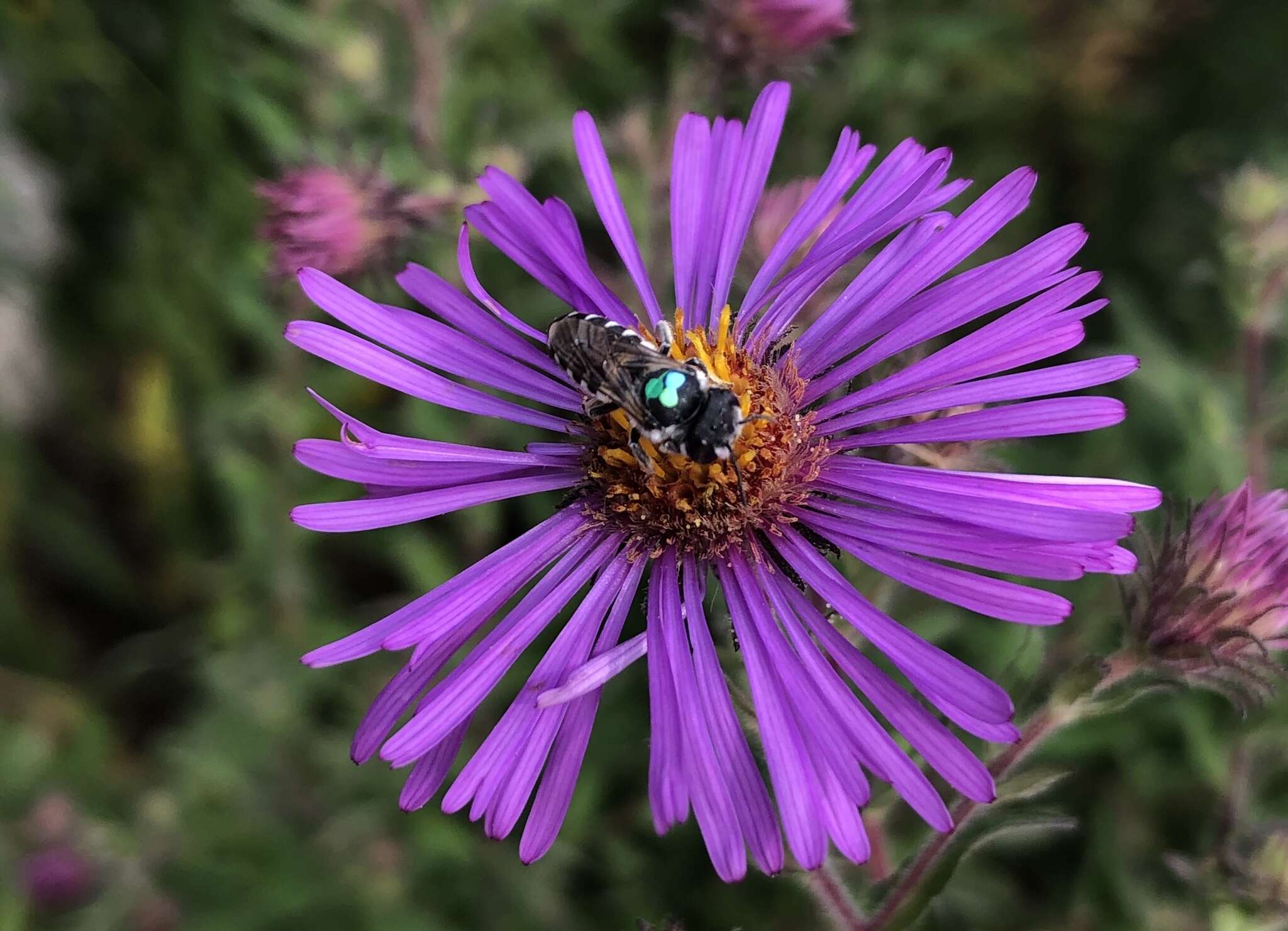 Image of Apical Leafcutter Bee