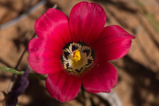 Image of Romulea pudica (Sol. ex Ker Gawl.) Baker