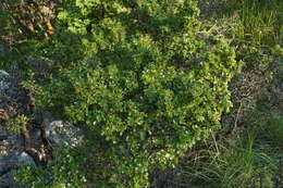 Image of rock buckthorn