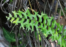 Image of Fish-Tail Sword Fern