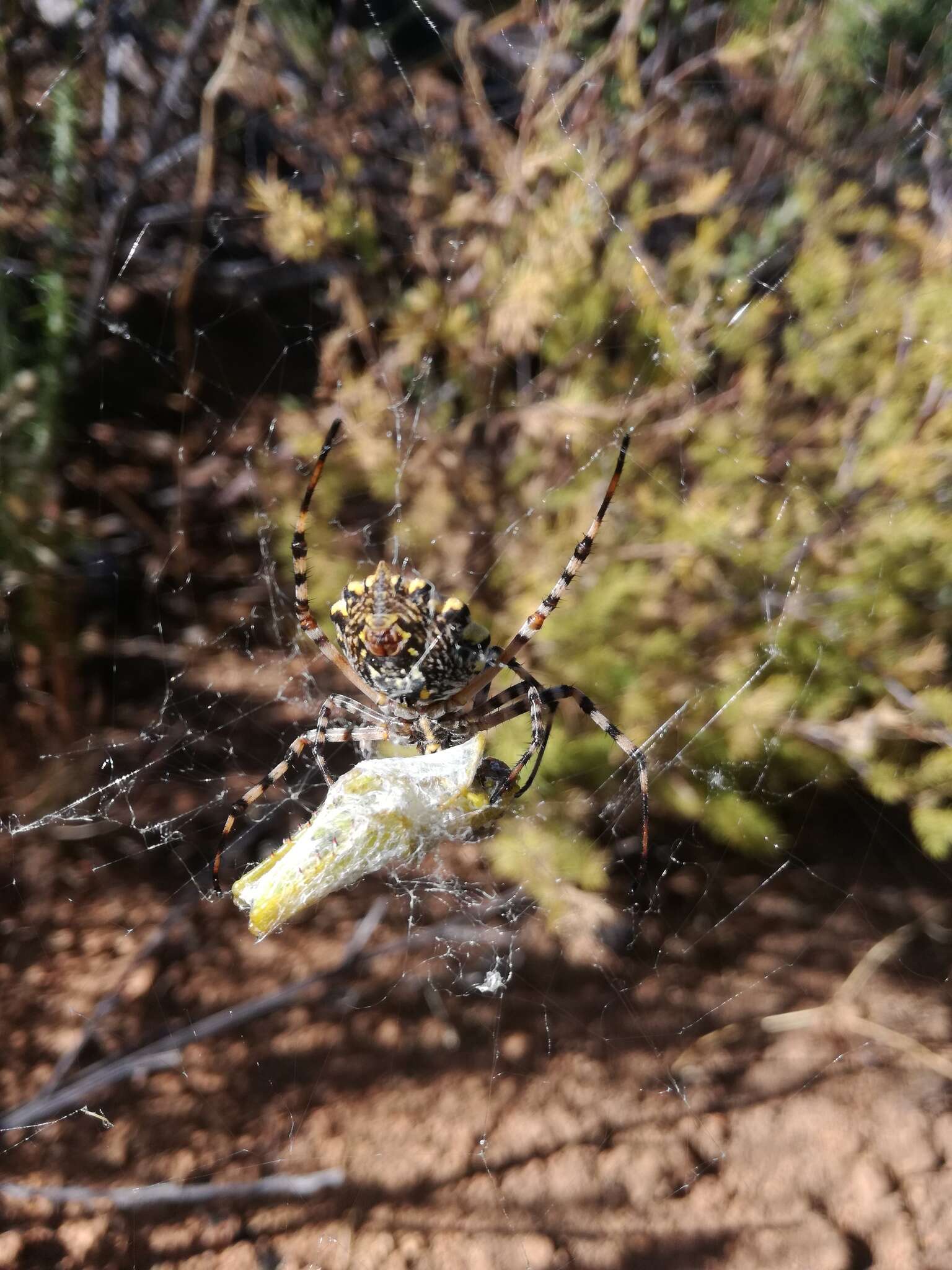 Image of Argiope australis (Walckenaer 1805)