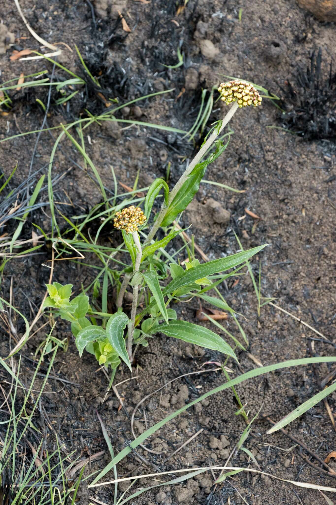 Image de Helichrysum allioides Less.