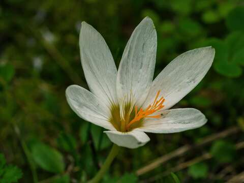 صورة Crocus laevigatus Bory & Chaub.