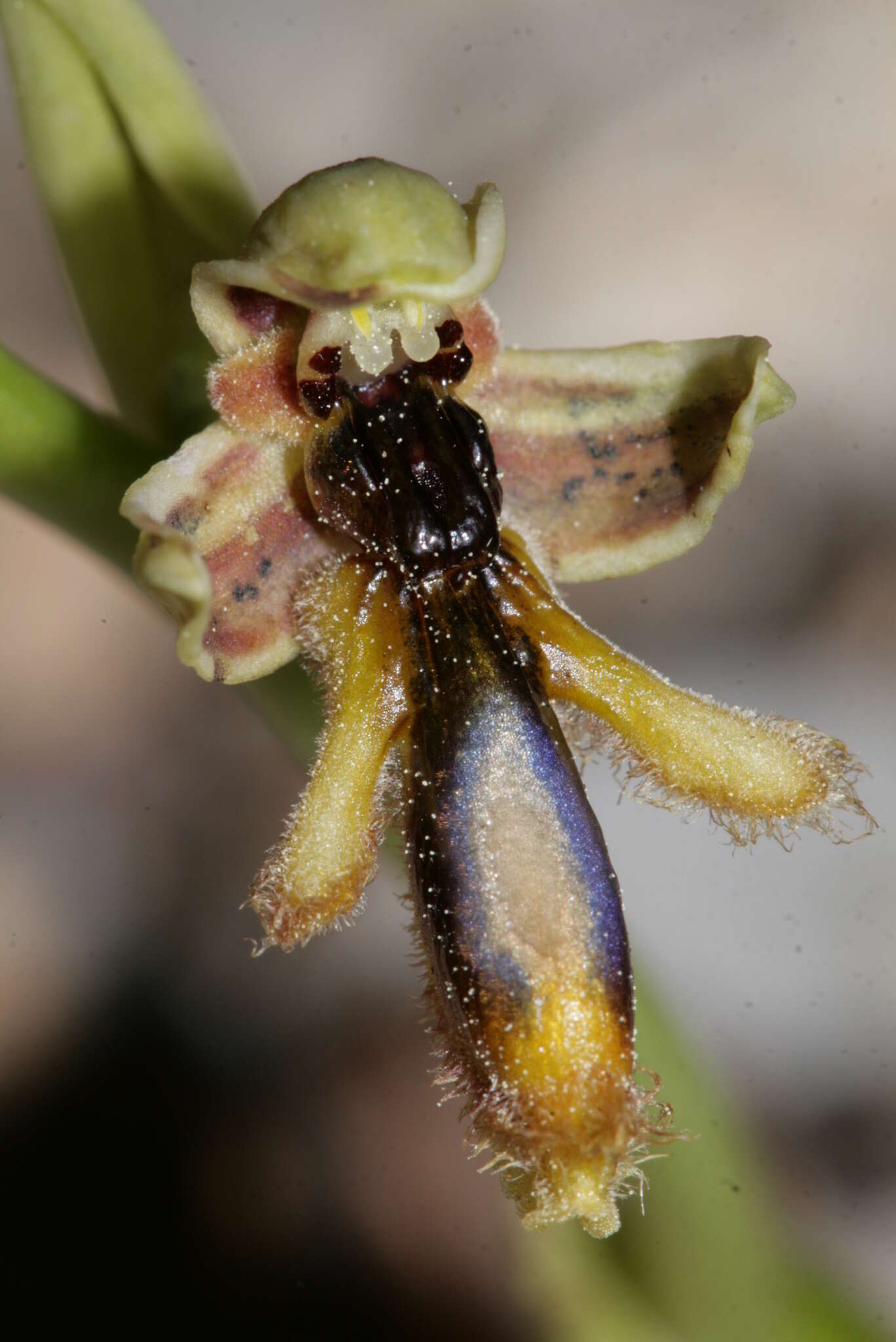 صورة Ophrys speculum subsp. regis-ferdinandii (Acht. & Kellerer ex Renz) Soó