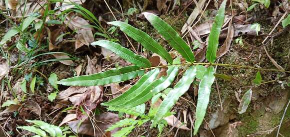 Image of Plagiogyria euphlebia (Kunze) Mett.