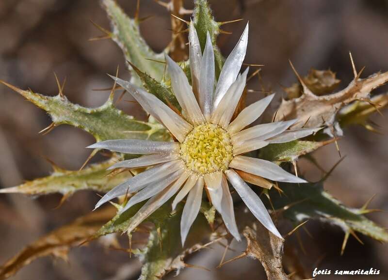 Image of Carlina lanata L.