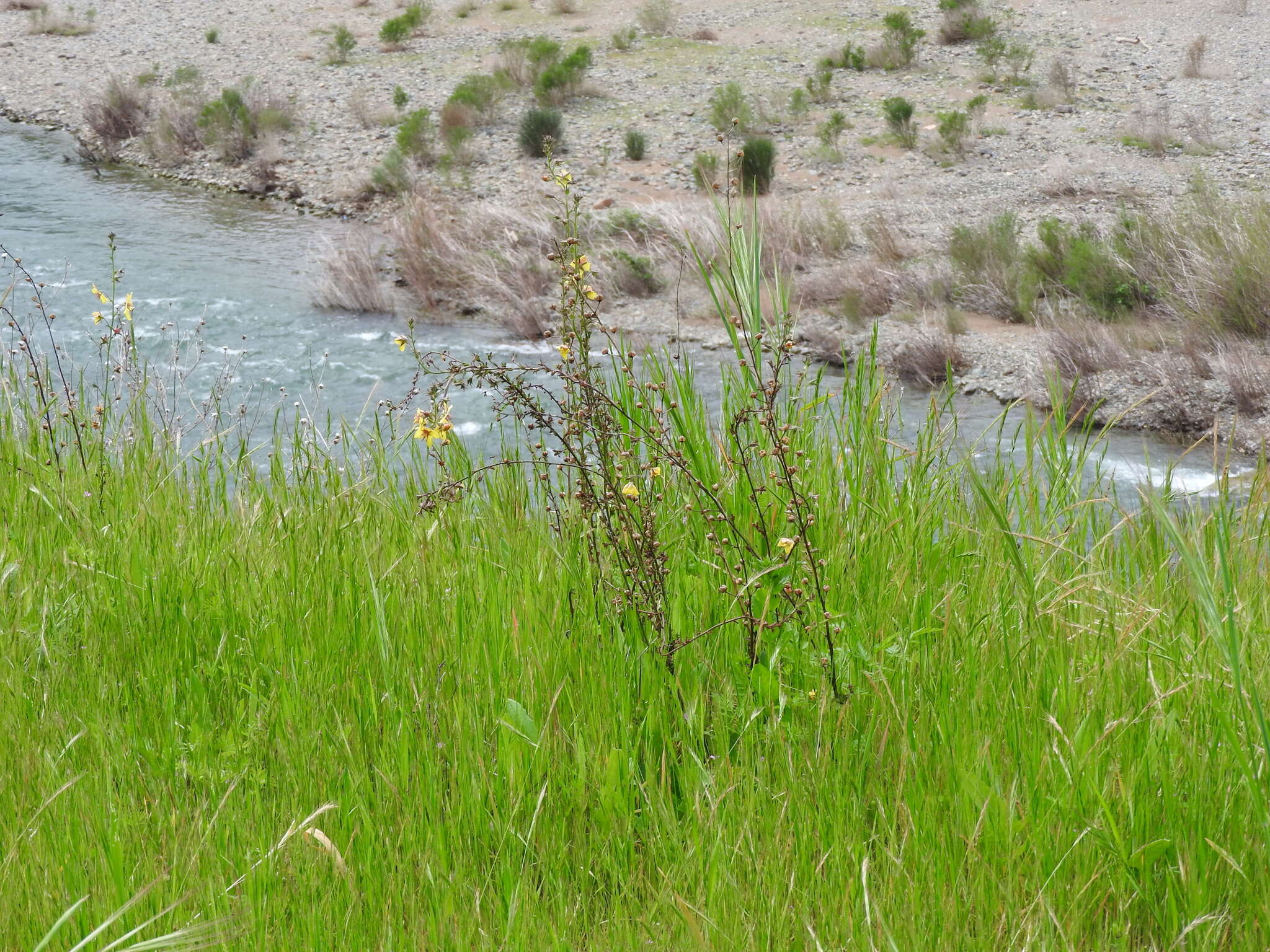 Image of moth mullein