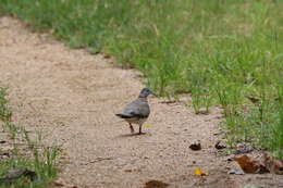 Image of Bar-shouldered Dove