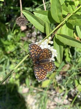 Imagem de Melitaea britomartis Assmann 1847