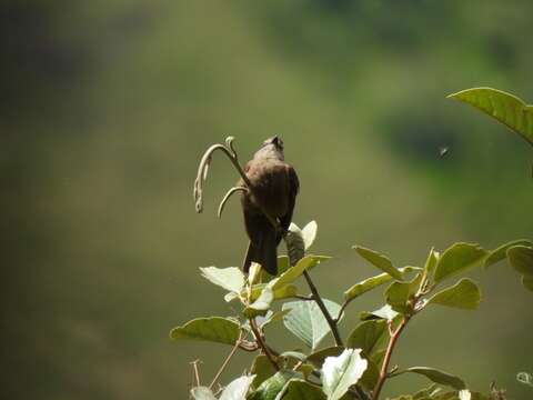 Image of Smoky Bush Tyrant