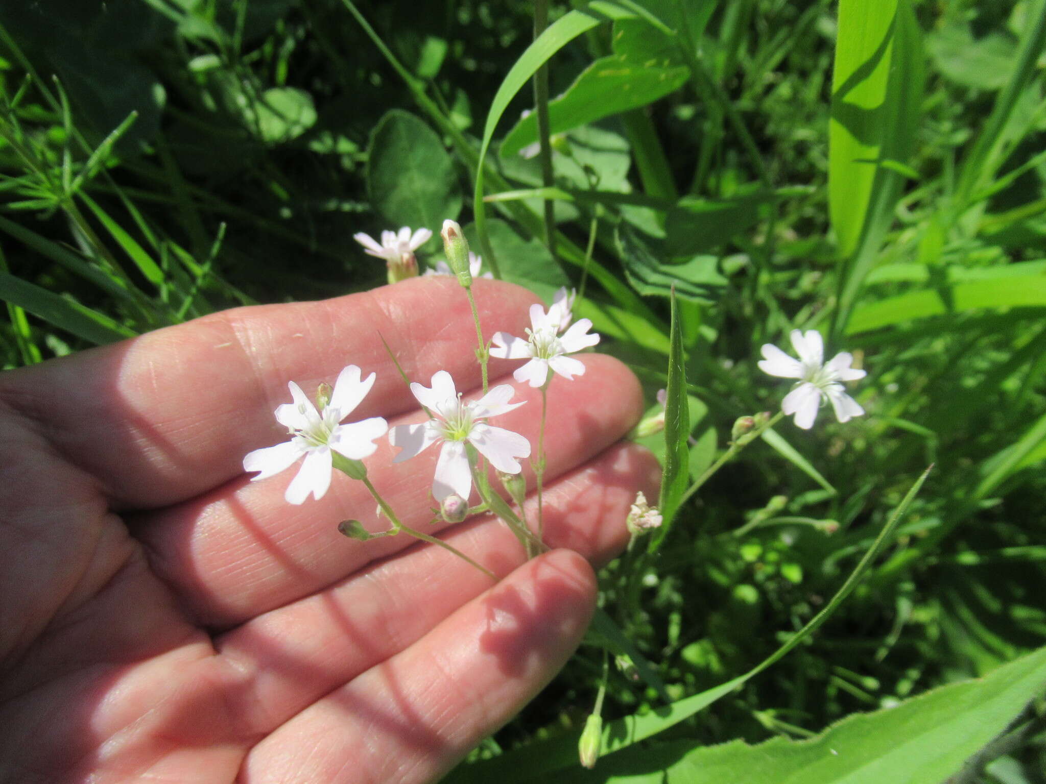 Image of Silene linnaeana V. N. Voroschilov