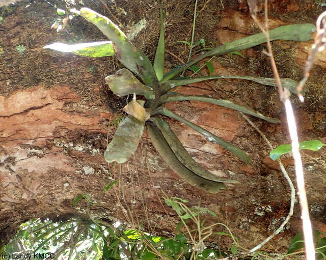 Imagem de Aeranthes ramosa Rolfe