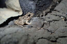 Image of Asian Brackish Frog