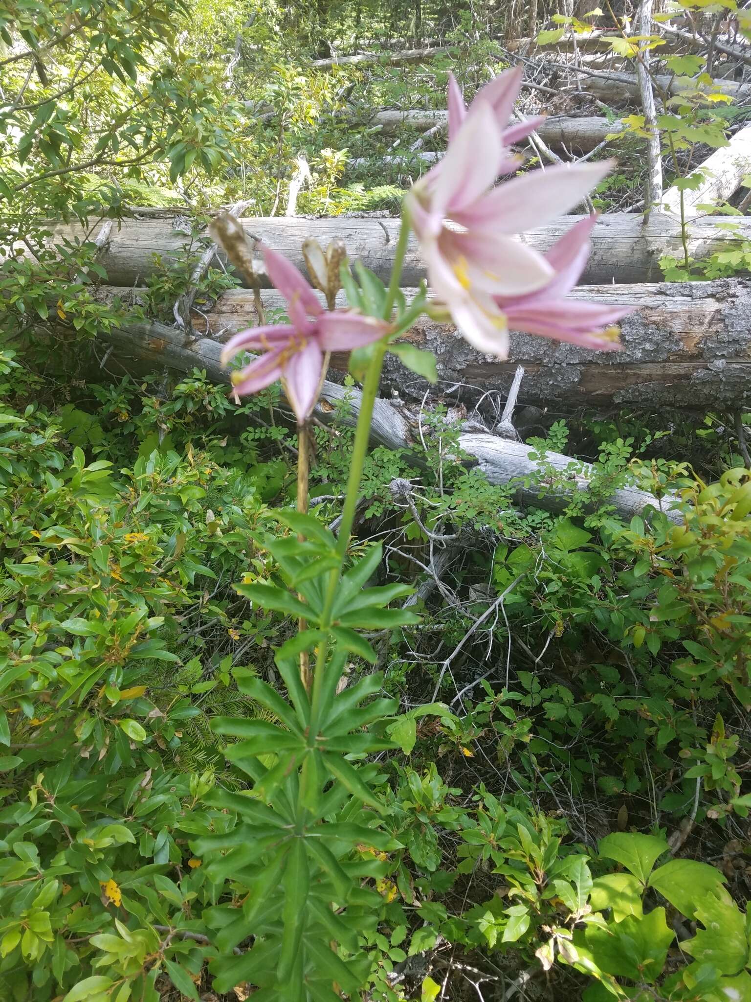 Image of Cascade lily