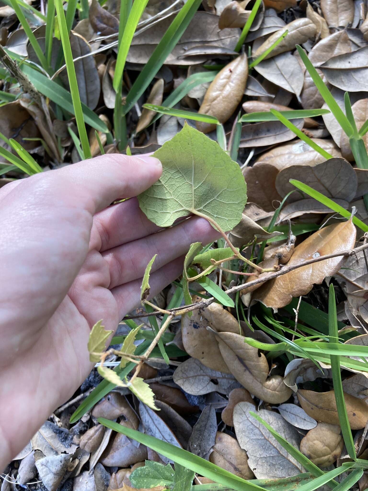 Image of Florida grape