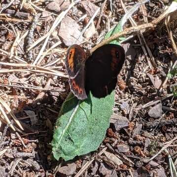 Image of Piedmont Ringlet