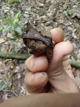 Image of Proceratophrys belzebul