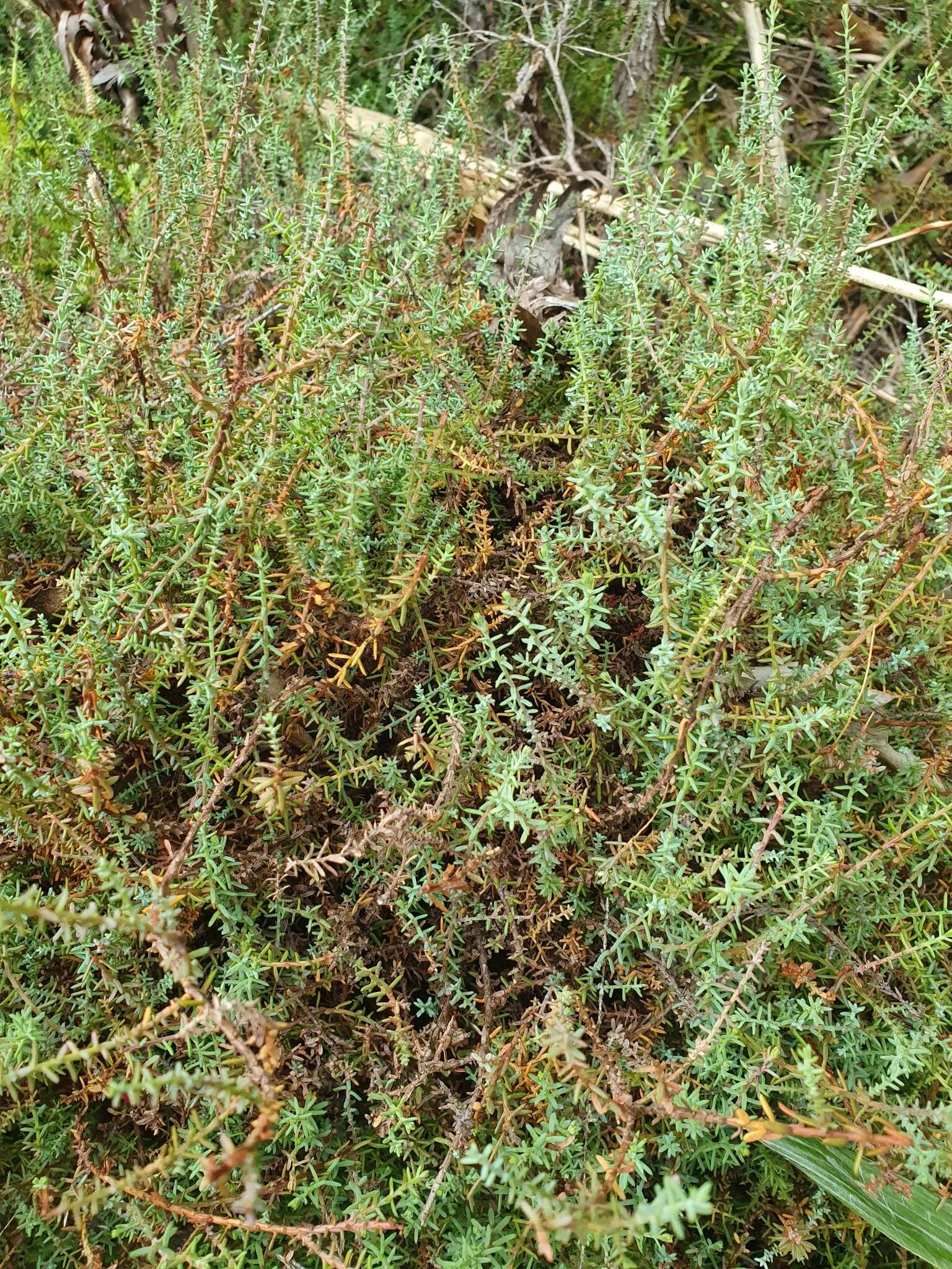 Imagem de Lepidothamnus laxifolius (Hook. fil.) Quinn