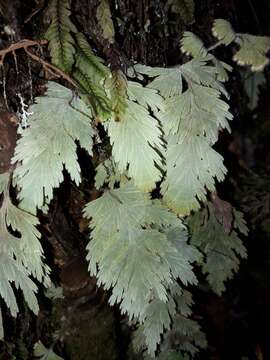 Image of Hymenophyllum pallidum (Bl.) Ebihara & K. Iwats.